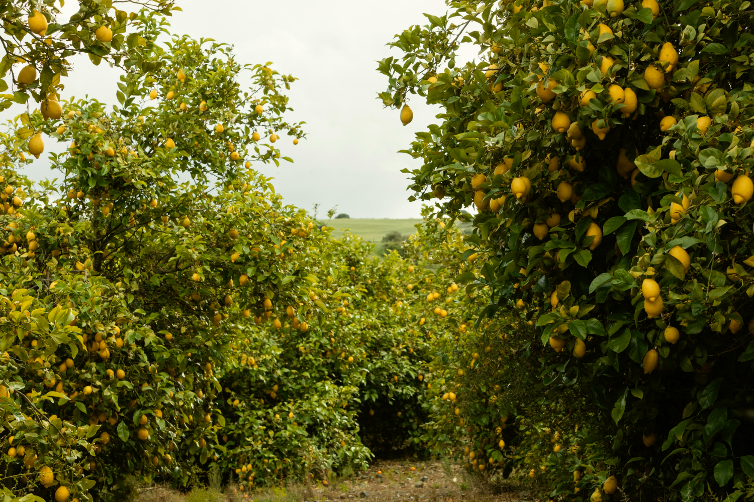 oidio-limone