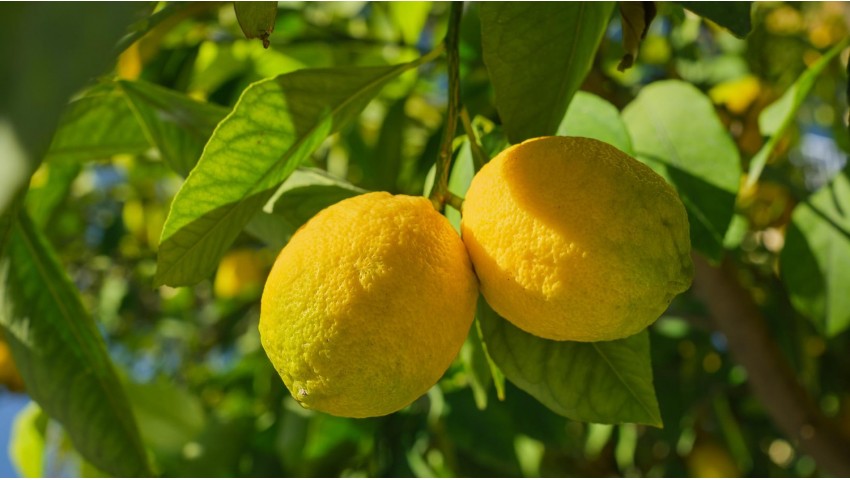 Oidio limone: come trattarlo in modo efficace